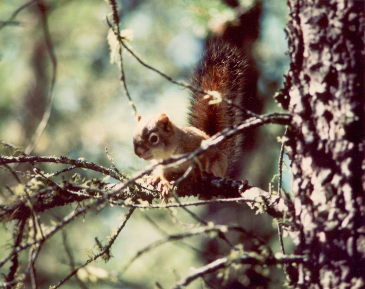 1986-summer Chipmunk 1